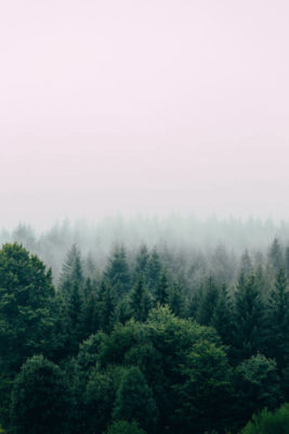 A forest with trees in the distance and fog